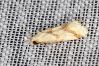 Aethes bilbaensis