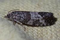 Spilonota laricana