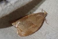 Archips rosana