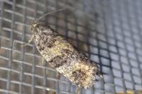 Ptycholomoides aeriferanus