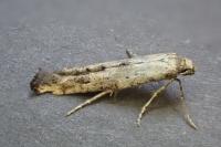 Epermenia aequidentella
