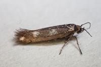 Scythris scopolella