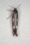 Scythris scopolella