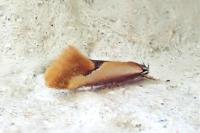 Batia lunaris