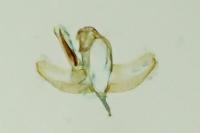 Batia lunaris