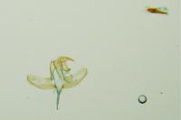 Batia lunaris