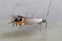 Leucoptera malifoliella
