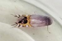 Leucoptera malifoliella
