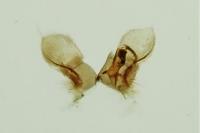 Leucoptera malifoliella