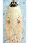 Agonopterix subpropinquella