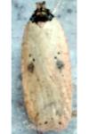 Agonopterix subpropinquella