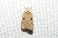 Agonopterix propinquella