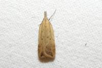 Dichomeris limosella