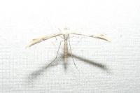 Emmelina monodactyla