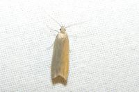Acompsia cinerella