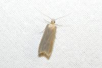 Acompsia cinerella