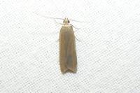 Acompsia cinerella