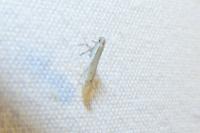 Aspilapteryx tringipennella