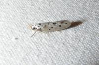 Ethmia dodecea