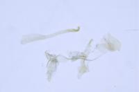 Bucculatrix chrysanthemella