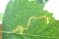 Lyonetia clerkella