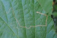 Stigmella microtheriella