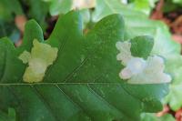 Tischeria ekebladella