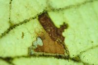 Stigmella tiliae
