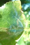 Phyllocnistis unipunctella