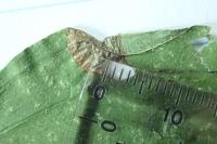 Antispila petryi