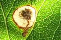 Stigmella plagicolella