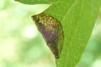 Parornix anglicella