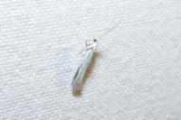 Coleophora