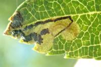 Stigmella hybnerella