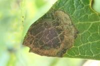 Leucoptera malifoliella