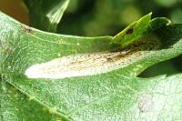 Phyllonorycter corylifoliella