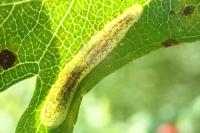 Phyllonorycter corylifoliella