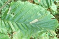 Phyllonorycter messaniella