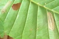 Phyllonorycter messaniella