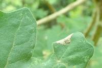 Phyllonorycter acerifoliella