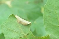 Phyllonorycter acerifoliella