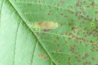 Phyllonorycter cerasicolella