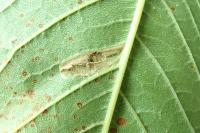 Phyllonorycter cerasicolella