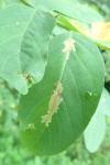 Parectopa robiniella