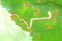 Stigmella aurella