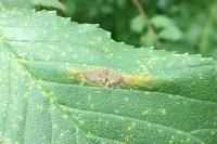 Phyllonorycter tristrigella
