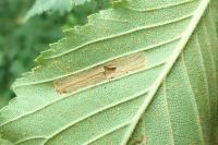 Phyllonorycter tristrigella