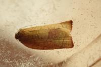 Cacoecimorpha pronubana