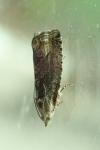Cydia splendana