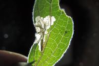 Cosmopterix pulchrimella
